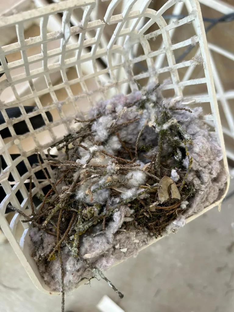 Bird nest material removed from a dryer vent cover