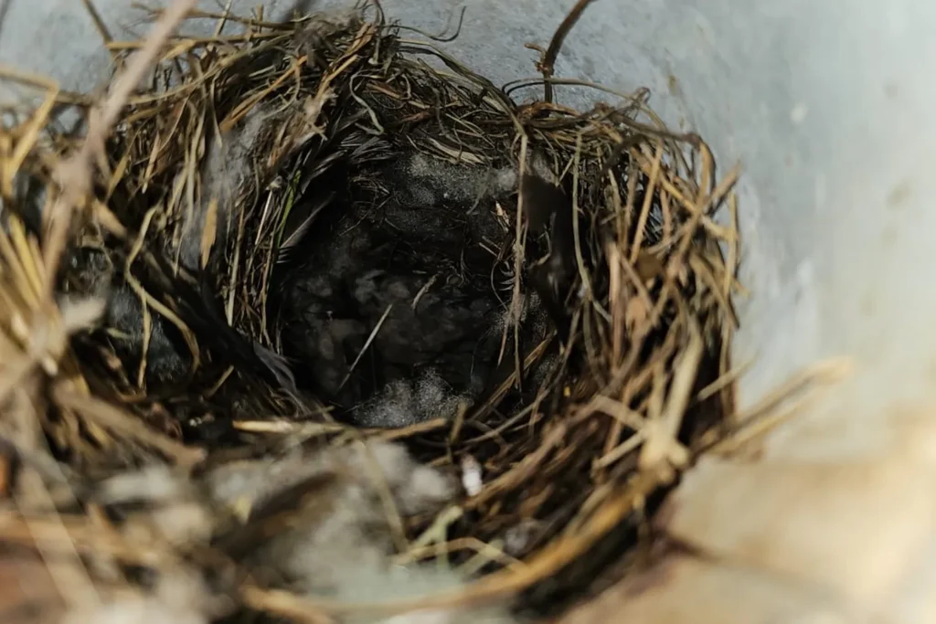 Bird nest removed from a dryer vent