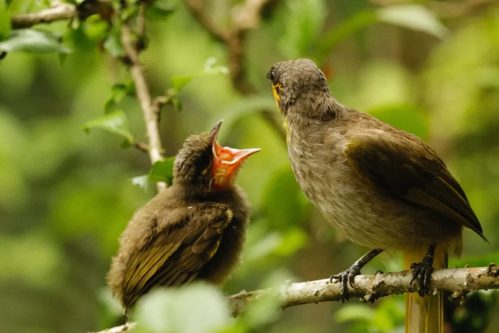 Birds near a nest – Chimney Animal & Nest Removal