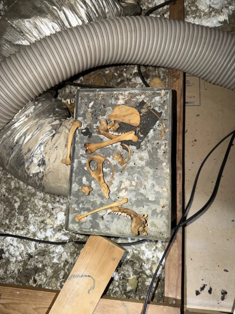 Debris and rodent remains on an attic platform before cleanup