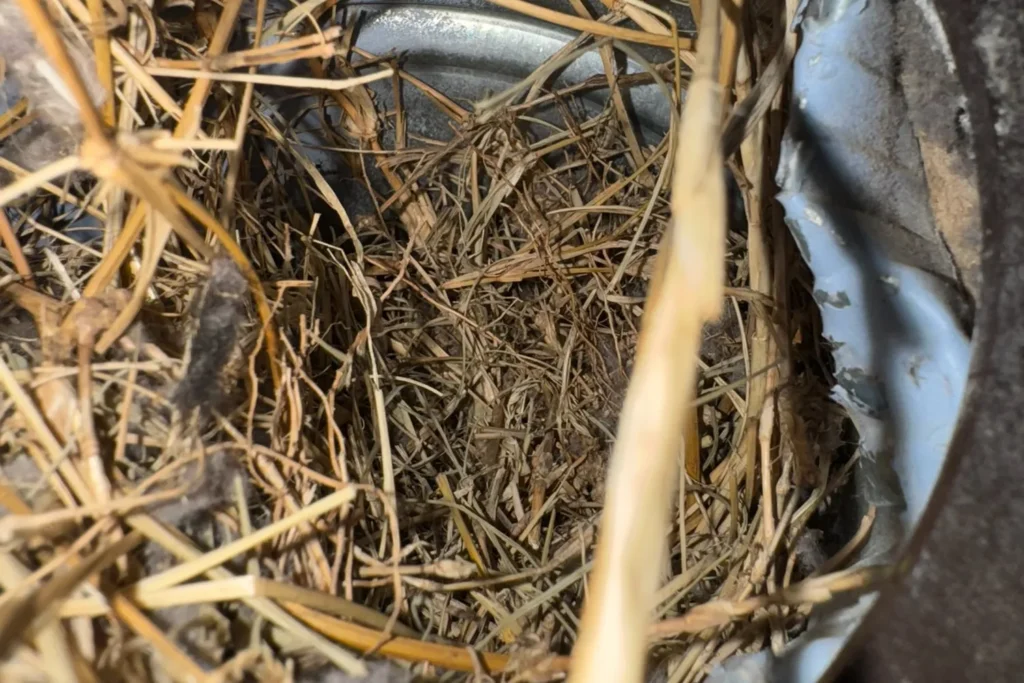 Nesting material pulled from a dryer vent opening