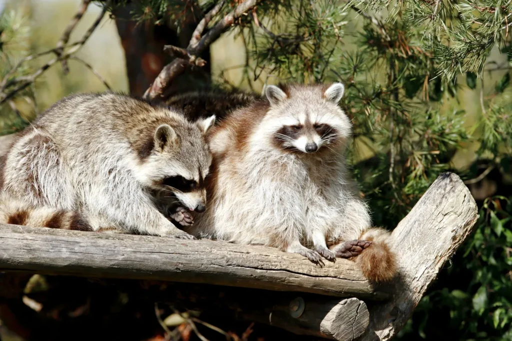 Raccoons – Chimney Animal & Nest Removal