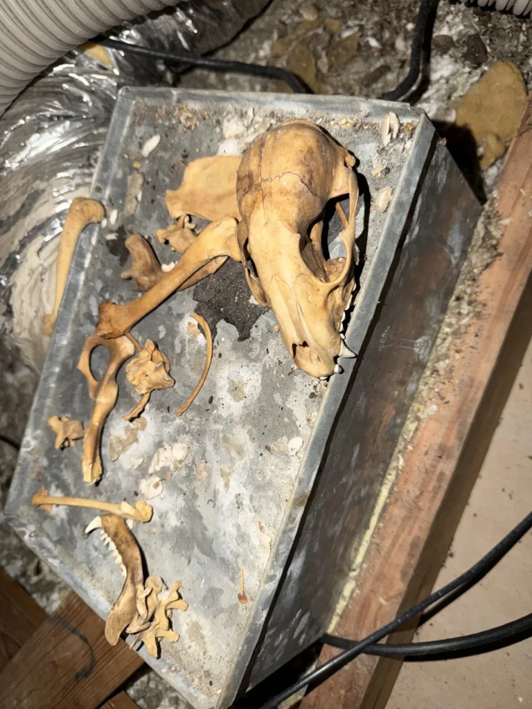 Rodent remains found on equipment in a home attic