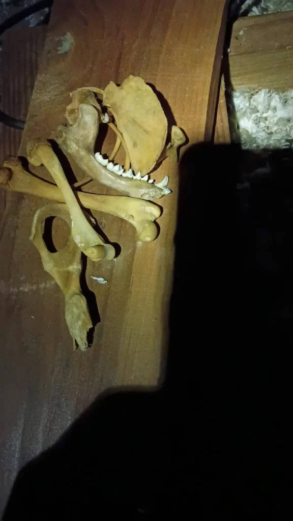 Rodent remains on attic framing before removal