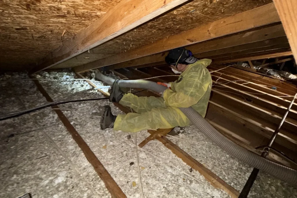 Vacuum removal in the attic – Attic Insulation Removal
